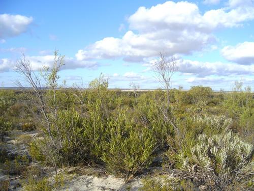 The species-rich Eneabba Sandplain shrublands