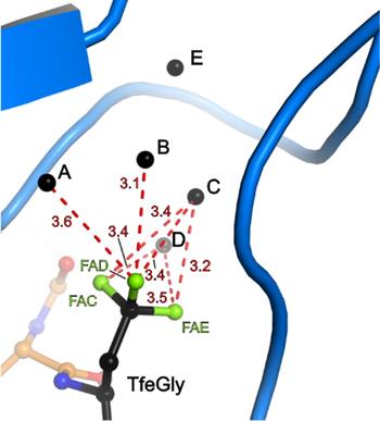 Binding pocket of β-trypsin-BPTI-TfeGly complex