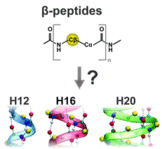 β Peptide Structures