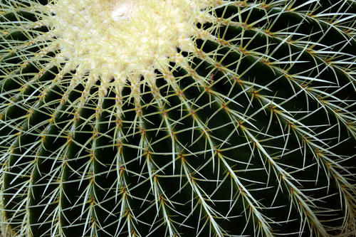 Cactus (Mother-in-Law's Seat)