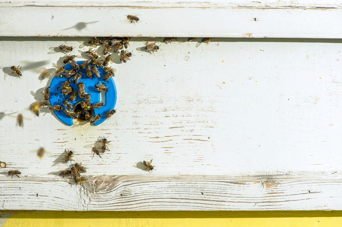 Bienen als Umweltforscher