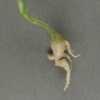 Typische Wurzeltumoren an einer suszeptiblen Kohlpflanze, hervorgerufen durch Plasmodiophora brassicae
