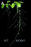 Cytokininfunktion Cytokininfunktion