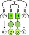 Cytokininsignaltransduktion Cytokininsignaltransduktion