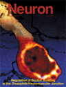 neuron2002-cover