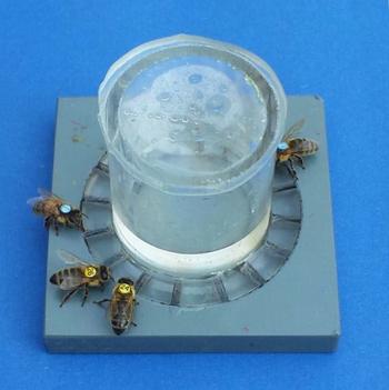 Bee feeder