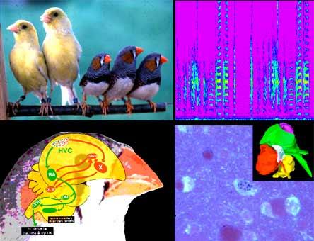 Kanarien/Zebrafinken, Frequenzspektrogramm, Gehirn Zebrafink, Detailausschnitt: Gehirnregion