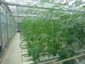 Leibniz-Institut fuer Gemüse- und Zierpflanzenbau in Grossbeeren