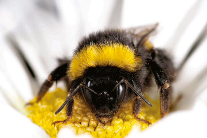 Bombus terrestris.