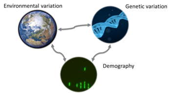 Steiner Lab