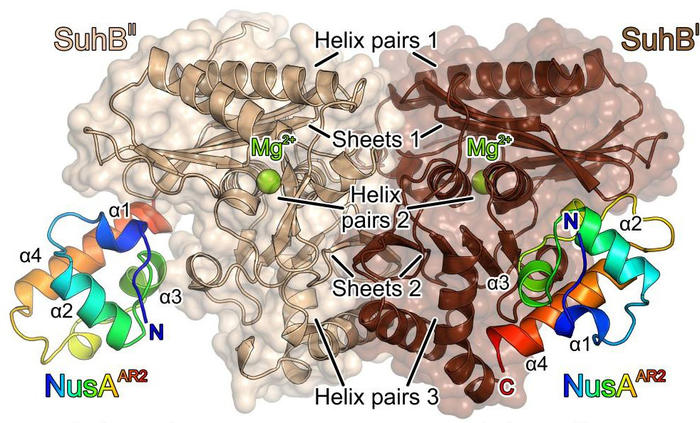 091019-Wahl-Nucleic Acids Res