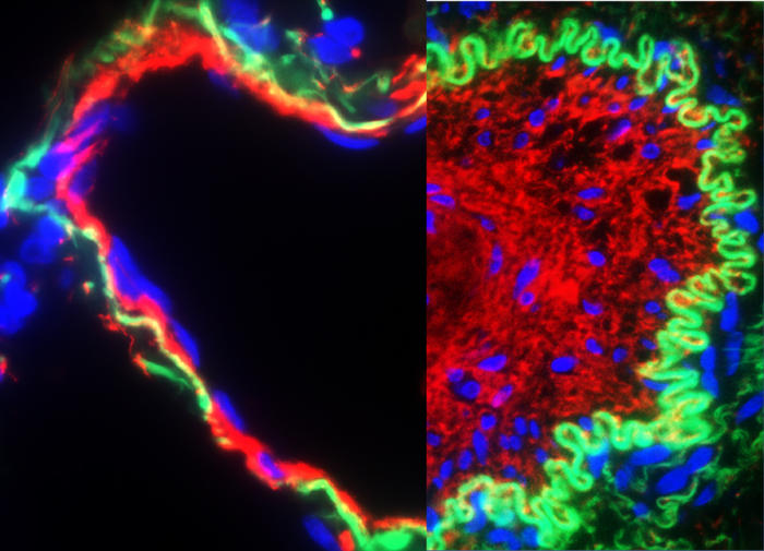 200114-Hiepen in PLOS Biol