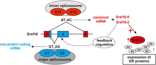  Meinke et al in eLife