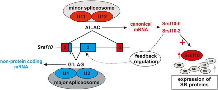  Meinke et al in eLife