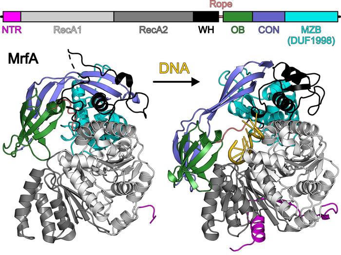 Roske in Nucleic Acids Research