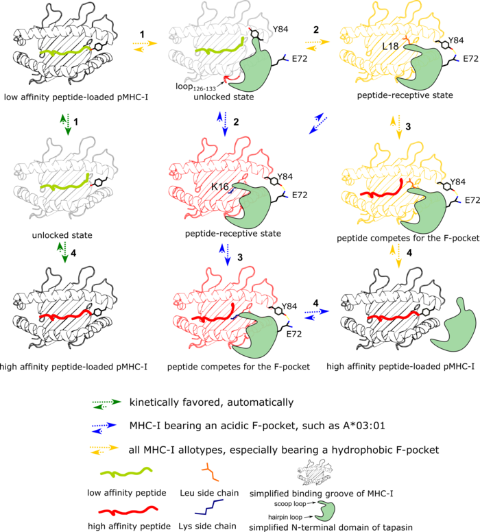 Lan in Nature Communications