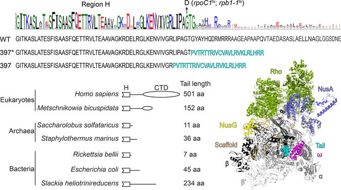 220222 Mittermeier et al. in Molecular Microbiology