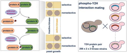 A human kinase yeast array for the identification of kinases modulating phosphorylation-dependent protein–protein interactions