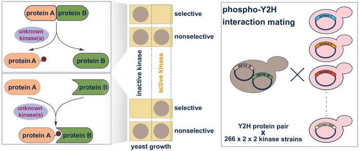A human kinase yeast array for the identification of kinases modulating phosphorylation-dependent protein–protein interactions
