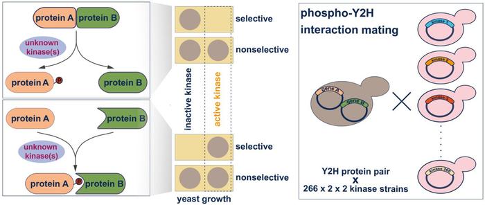 220302 Jehle et al., Mol Syst Biol, 2022