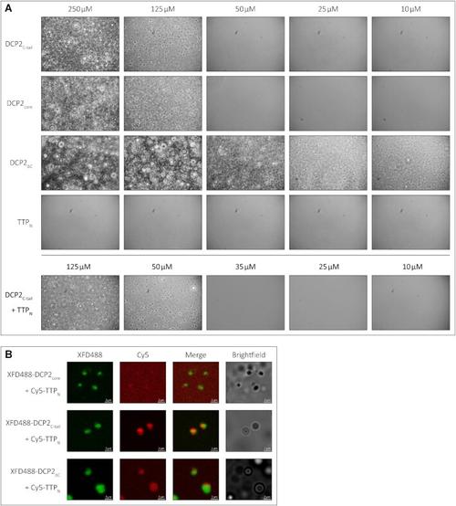 Vincent gkac797fig4