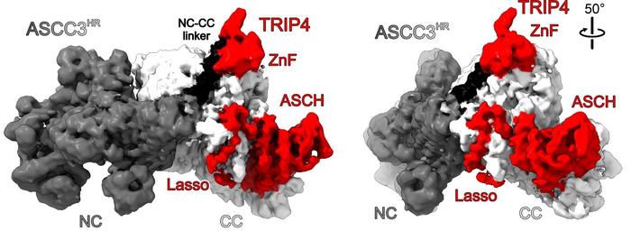 230313 Jia et al. in Nature Communication