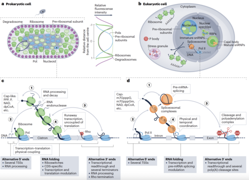 Herzel in Nature Reviews Molecular Cell Biology