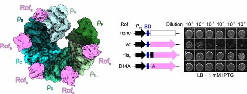 240416 Said et al. in Nature Communications