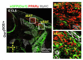 Heider et al. in Nature Communications