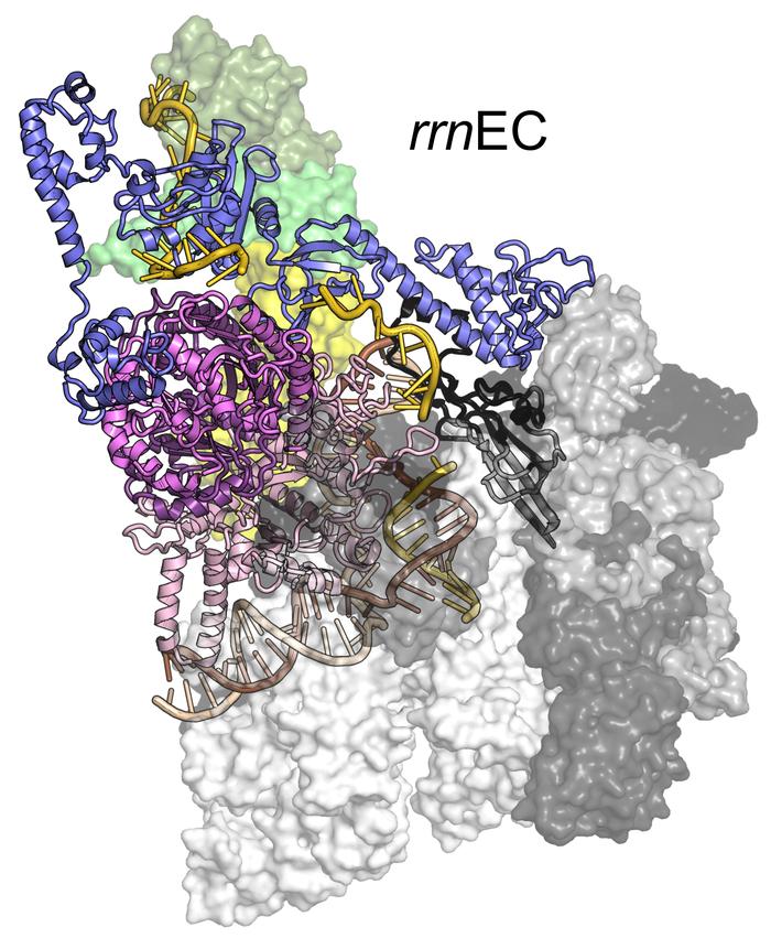 Transcription complexes as RNA chaperones