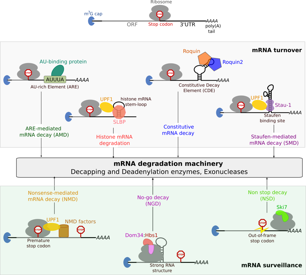mRNA degradation machinery (Image Credit: Sutapa Chakrabarti)