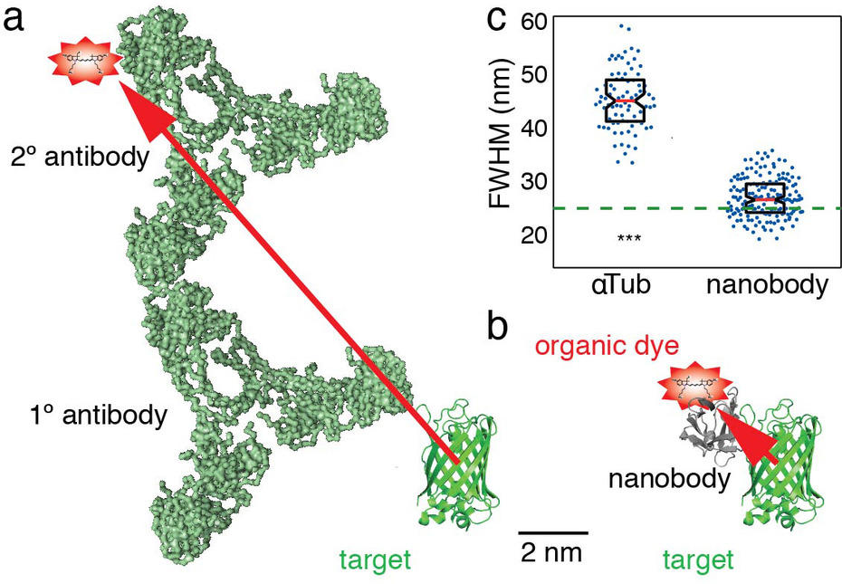 Nanobodies