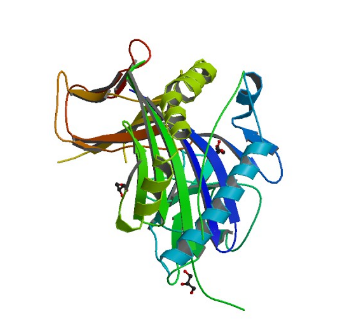 4AH2: HLA-DR1 with covalently linked CLIP (106-120) in its canonical orientation