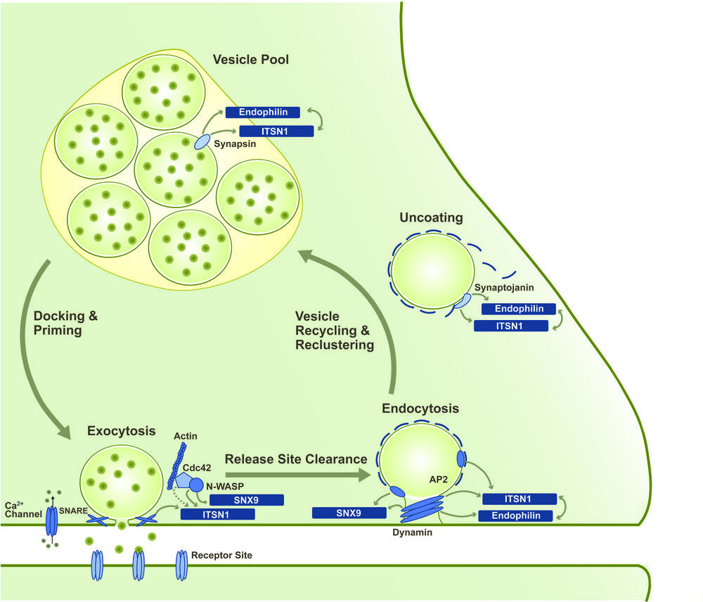 Vesicle Recycling