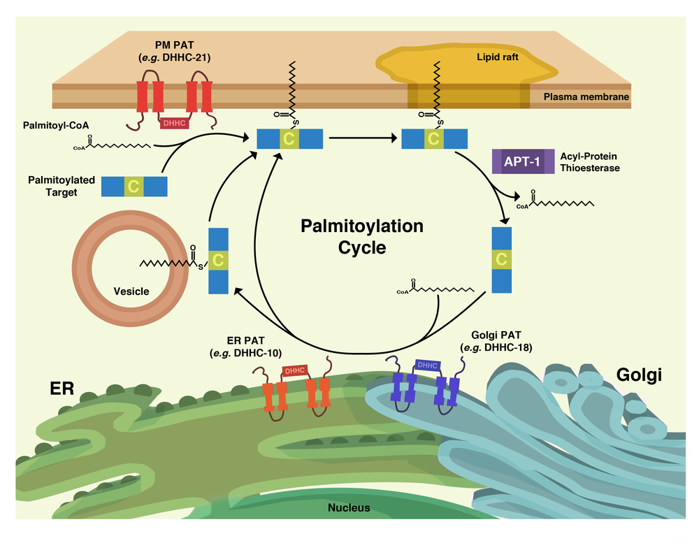 Palmitoylation Cycle