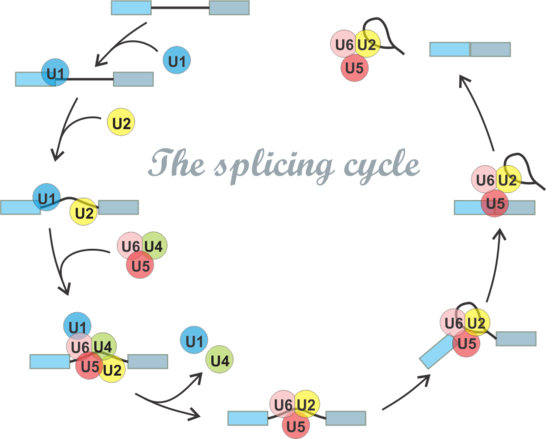 Splicing