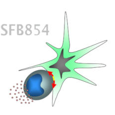 SFB 854
