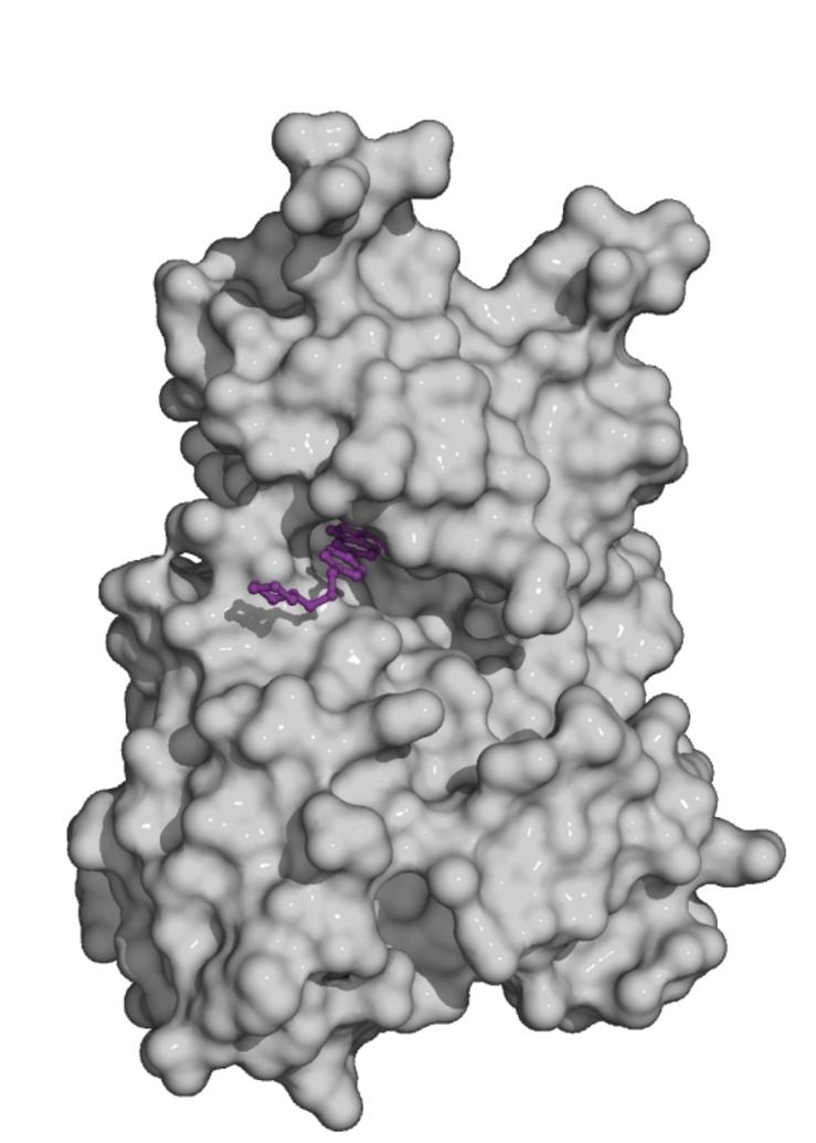 ActRIIA + dorsomorphin