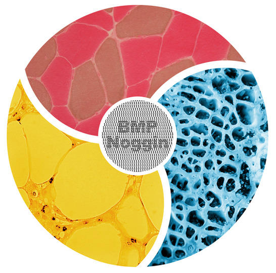 BMPs and their antagonists control osteogenesis, myogenesis and adipogenesis
