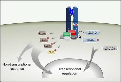 TGF-beta signaling