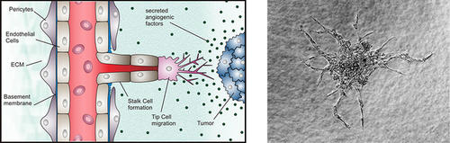 Angiogenesis