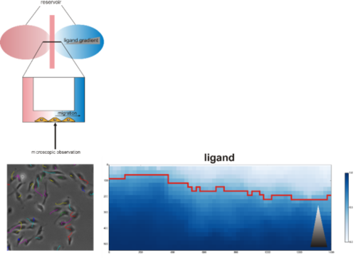 Tracking cell migration