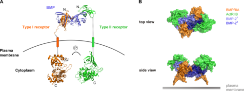 Structure and function of the BMP receptor complex
