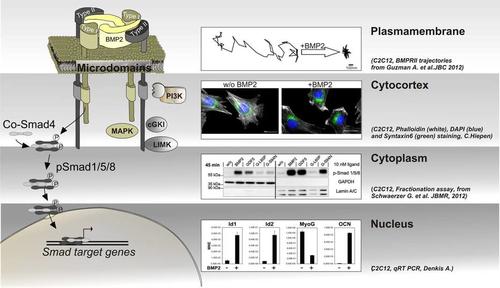 Subcellular compartmentalization of BMP signal transduction