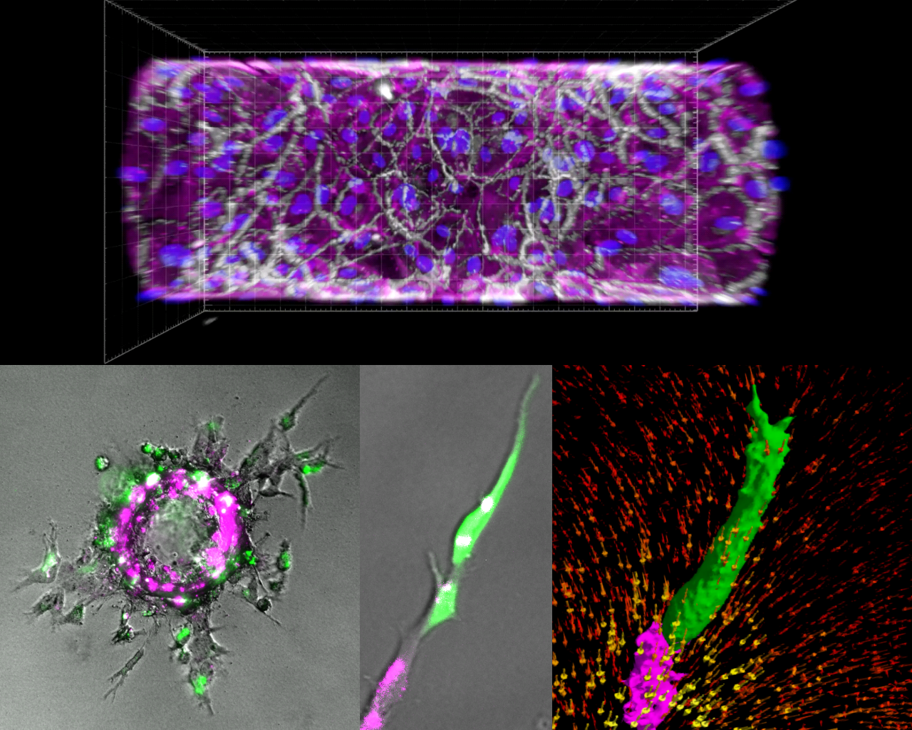 Vascular BMP/TGF-β signaling image