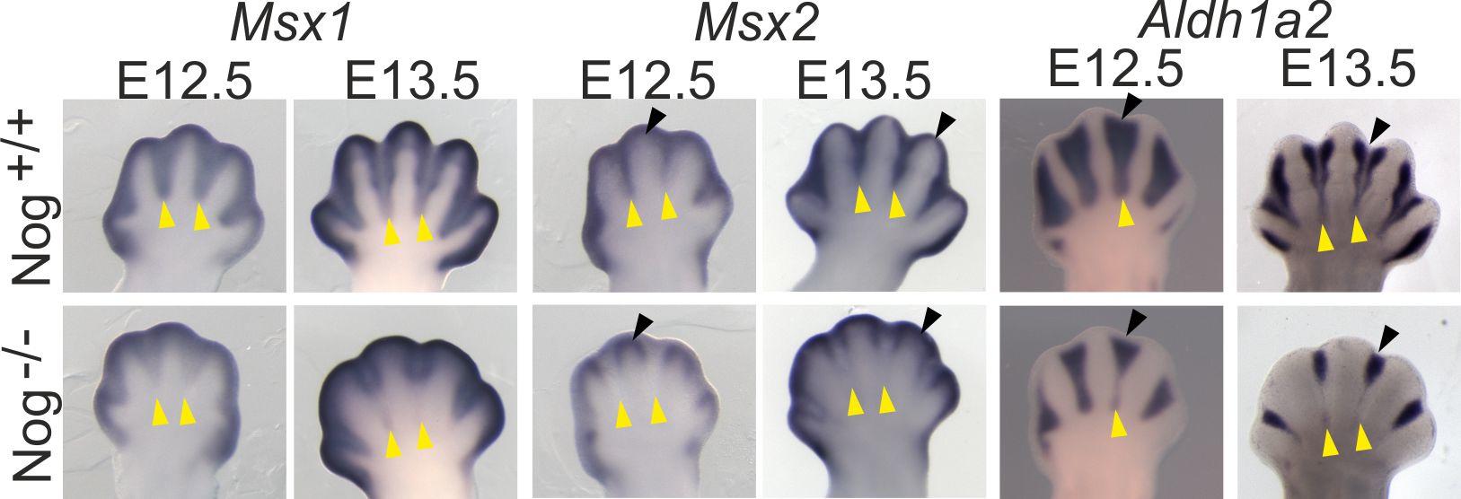 Failure of interdigit marker expression in Noggin mutants analyzed by whole-mount in-situ RNA hybridization