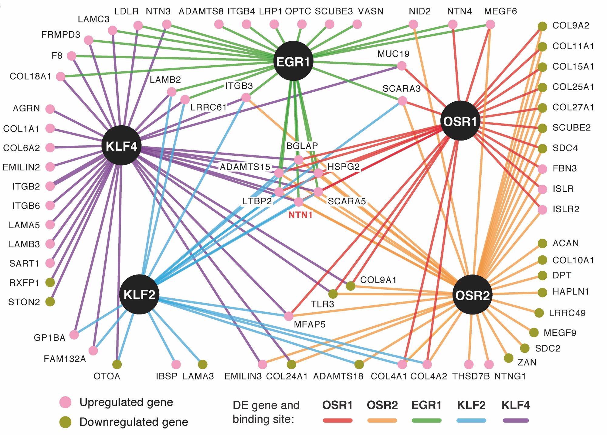 Transcriptional network of five connective tissue-expressed transcription factors reflecting common and individual target genes coding extracellular matrix components