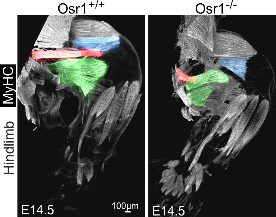 Osr1, expressed in muscle connective tissue, is necessary for correct myogenesis in the mouse limb