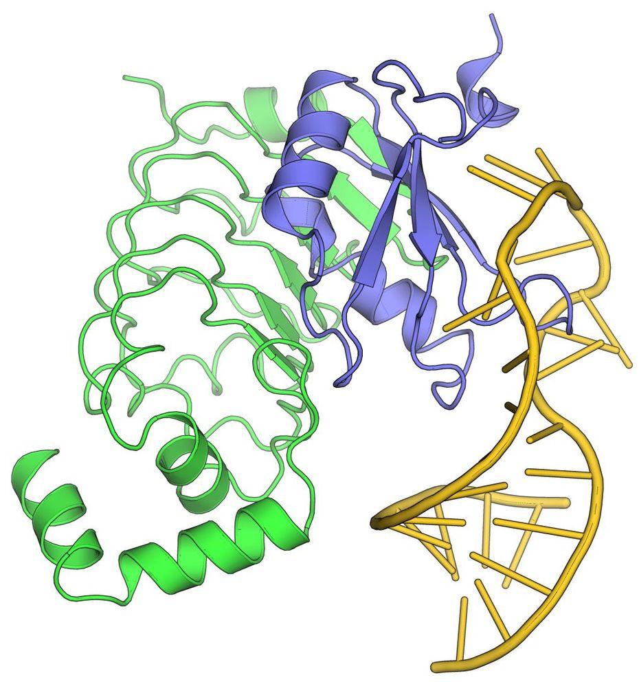 U2A'-SNF-U2 snRNA complex