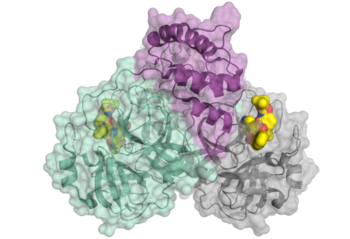 Hauptprotease des SARS-CoV-2-Virus